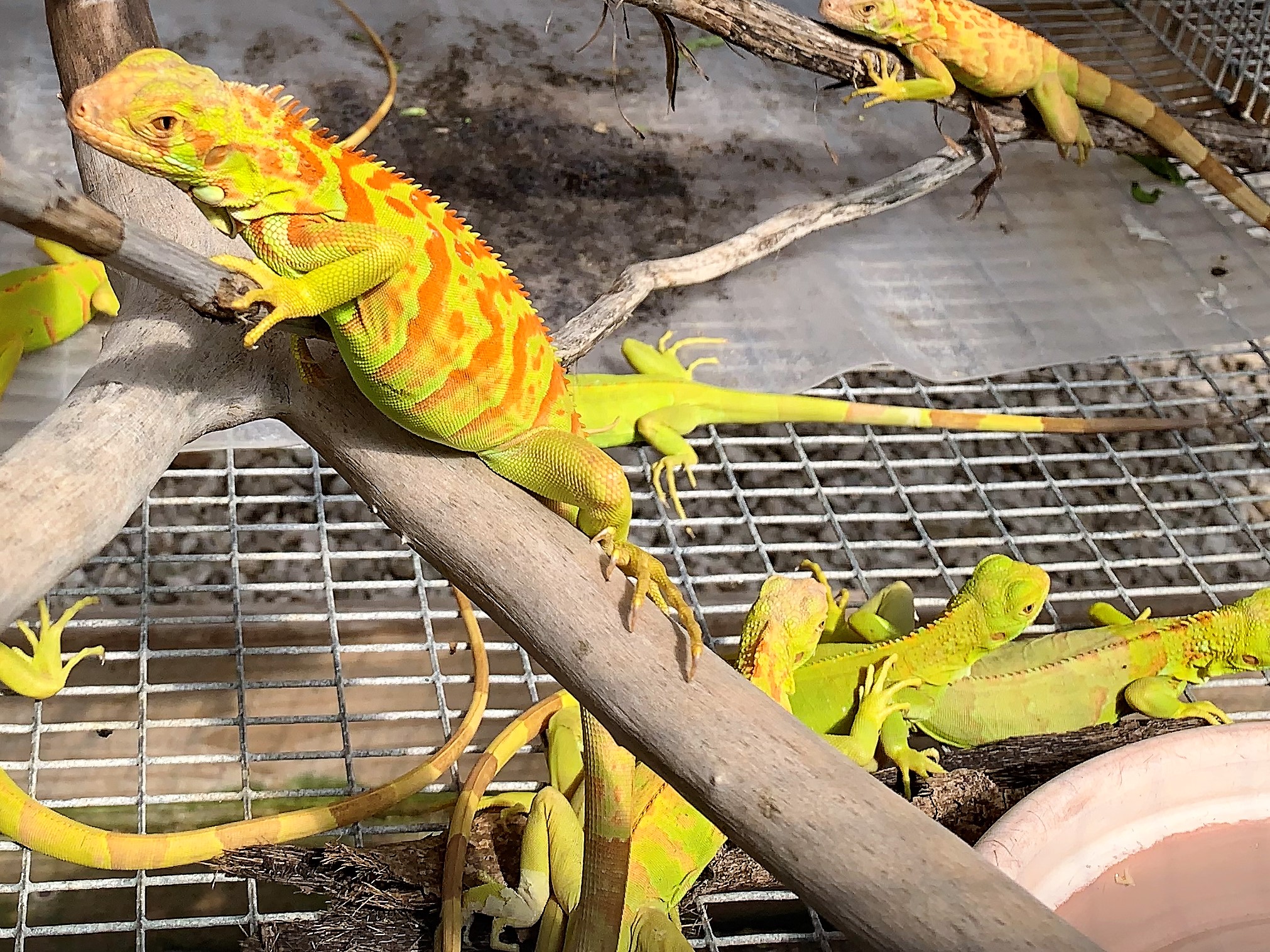 2018 Hypomalanistic Iguana Hatchlings 8 Month Old group.jpg